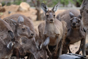 Declining kangaroo harvest numbers see Dramatic Population increase